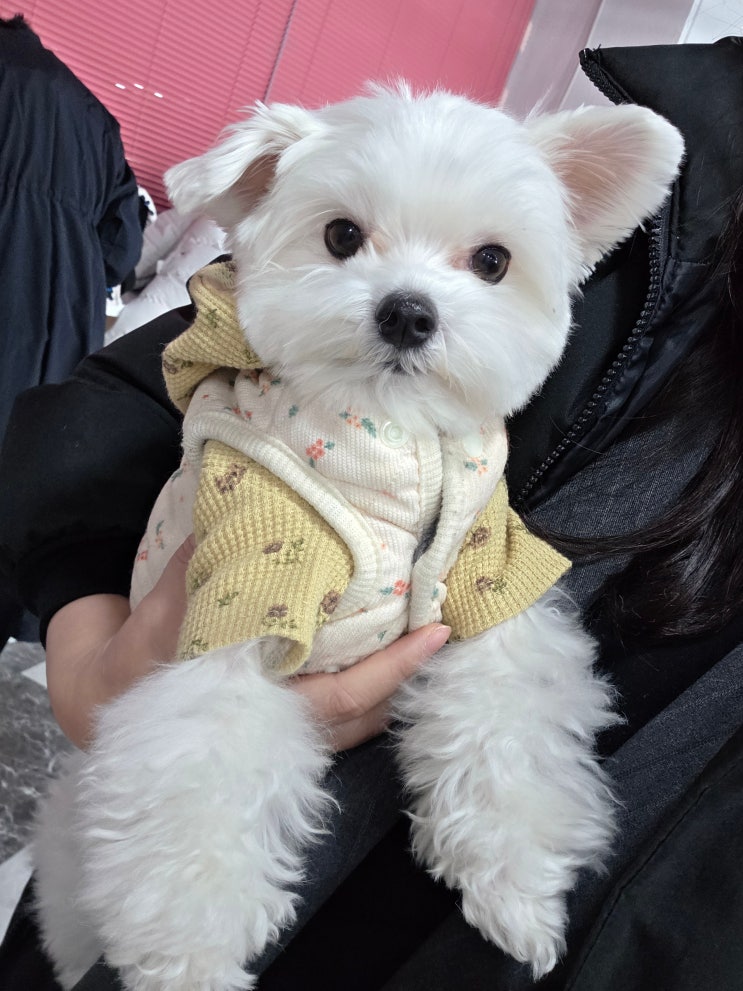  송파구애견미용학원 자격증 취득 후 바로 창업 가능할까?