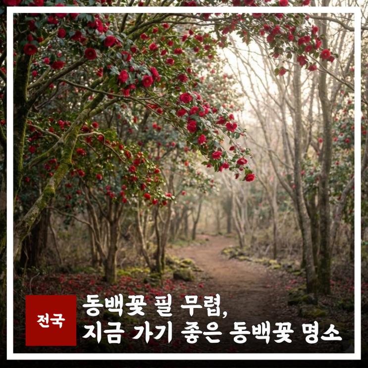  전국 동백꽃 명소…  지금 가면 가장 예쁜 곳은 어디일까요?