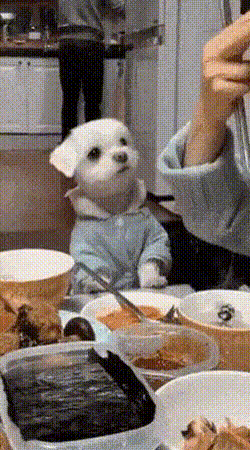  밥 먹을때 댕댕이 특징.gif