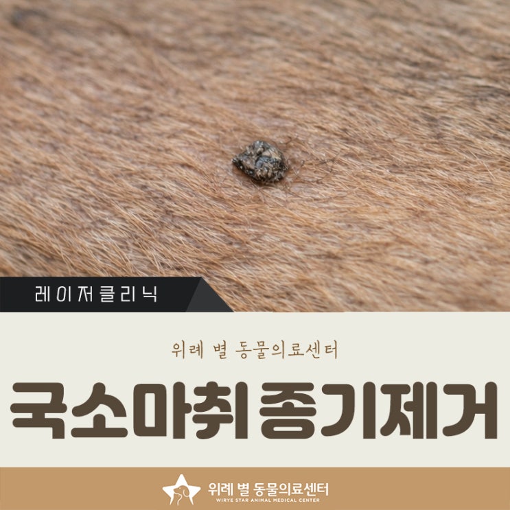  강아지 종기 제거 국소마취 레이저로 안전하게! _위례동물병원