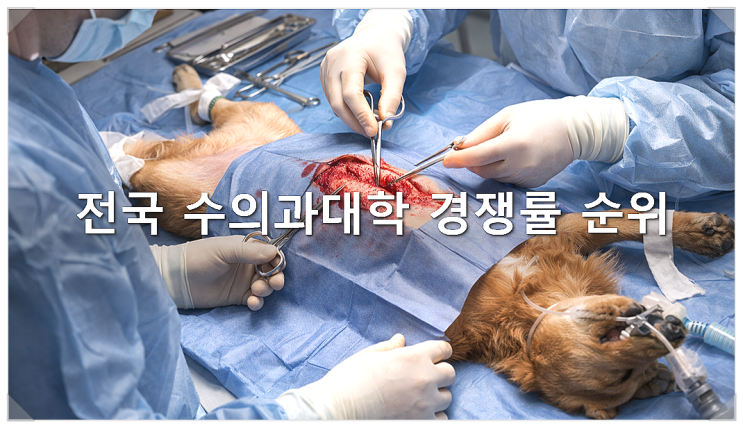  전국 수의과대학 경쟁률 순위