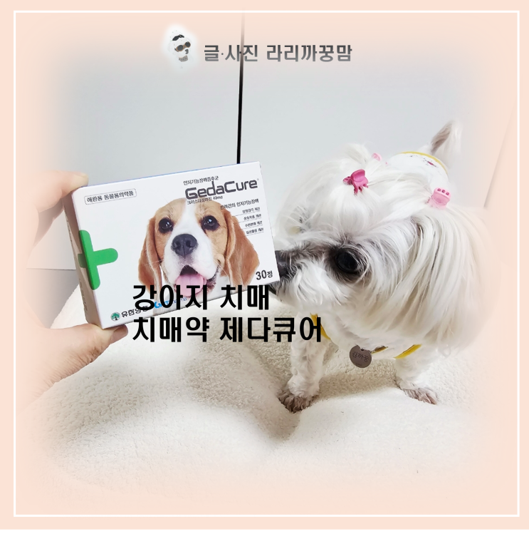  밤마다 서성이는 노령견, 강아지 치매 약 제다큐어 효과 있을까요?
