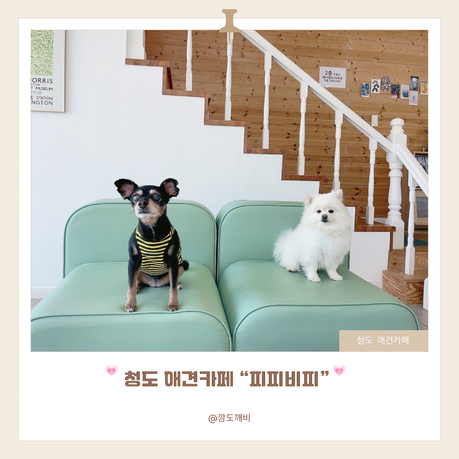 피피비피 사진