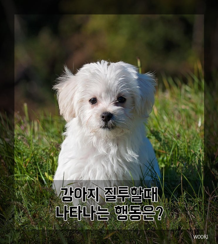  강아지 질투할때 나타나는 행동은?