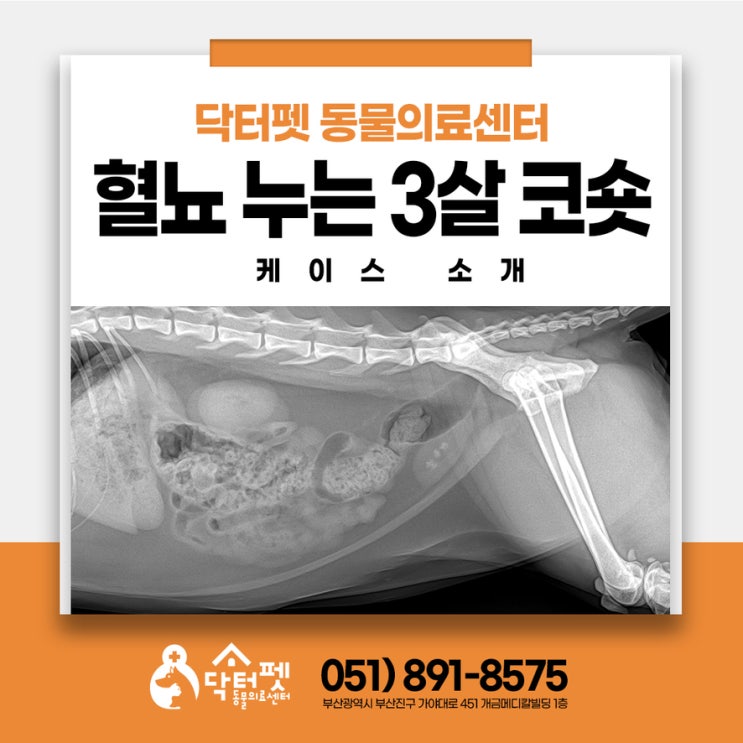  3살 코숏 방광결석 수술밖에 답이 없나? 슬러지?결석?고양이 관리