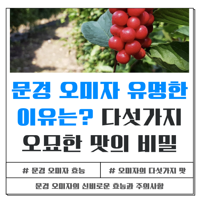 문경 오미자가 유명한 이유와 다섯 가지 맛의 신비한 효능 주의사항