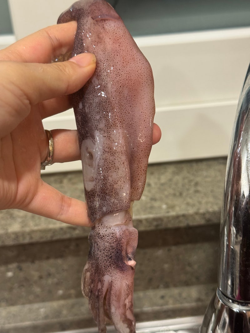제철 총알오징어 요리 총알오징어 통찜 구이 추천! 손질 필요 없이 쉬워요