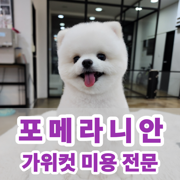 세종시 고운동 애견미용 원독 강아지 미용실 , 포메라니안 가위컷 후 두부 실사 공개