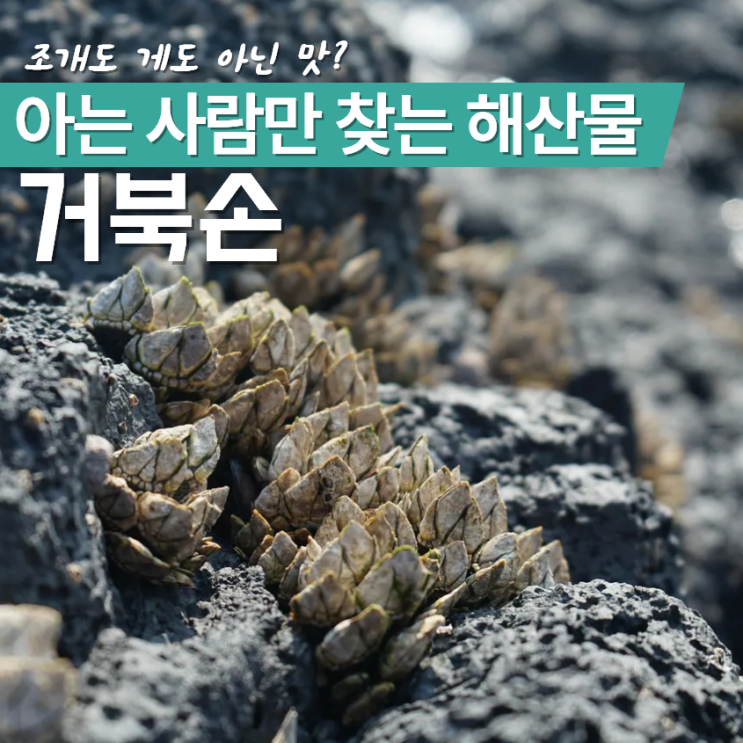  거북손 제철 시기 먹는법 맛 주의할점