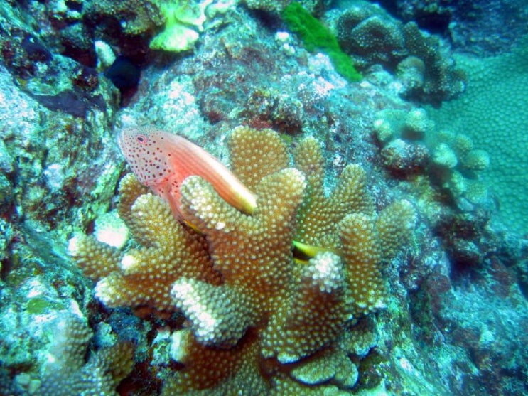  [Thailand:Similan Islands]시밀란 블루 바다 | 태국 최고의 스노클링·다이빙 명소