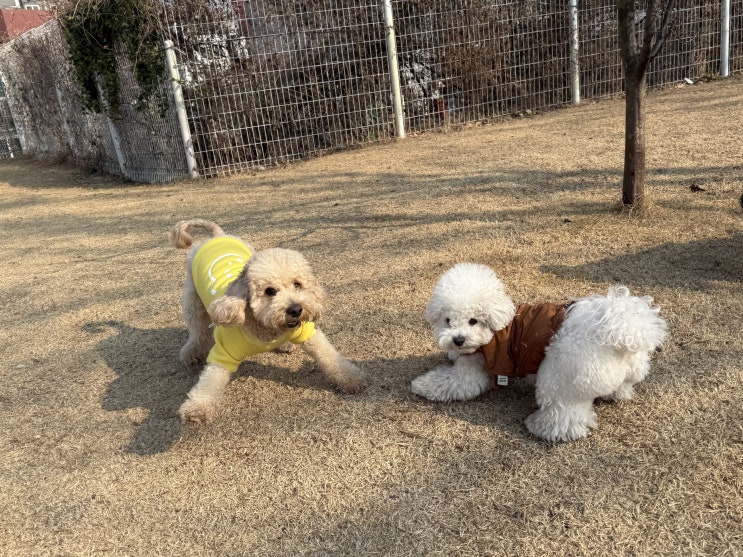 잠실애견호텔 선택할 때 꼭 봐야 할 기준, 라드독 애견호텔이 다른 이유