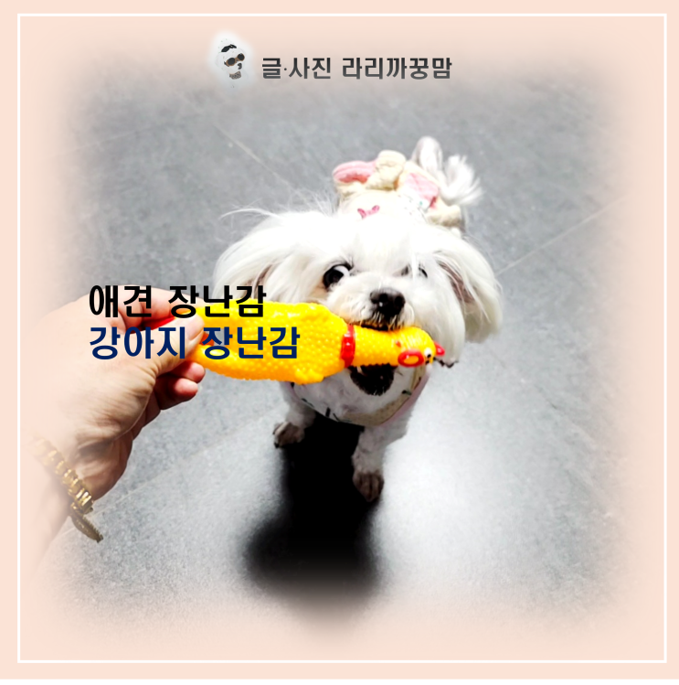 "닭 목을 또...?" 13년째 반복되는 꿍이의 웃픈 애견 장난감 취향