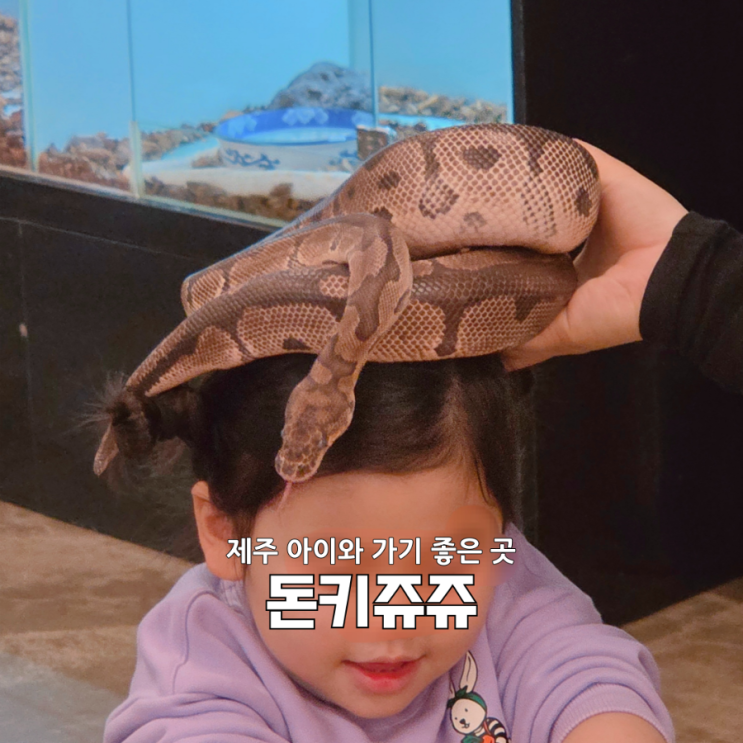  찐 체험형 동물원 제주 돈키쥬쥬 솔직후기