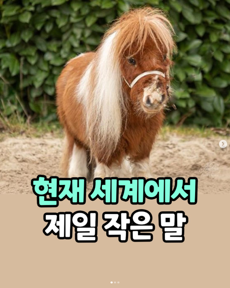 세계에서 가장 작은 말