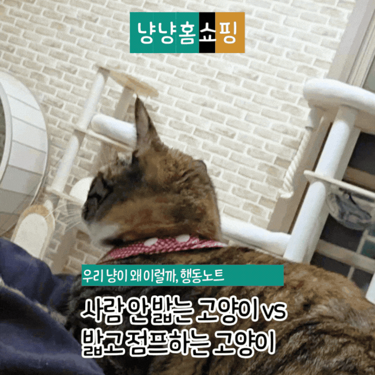  같이 사는데 왜 다를까? 사람을 안 밟는 고양이 vs 밟고 점프하는 고양이