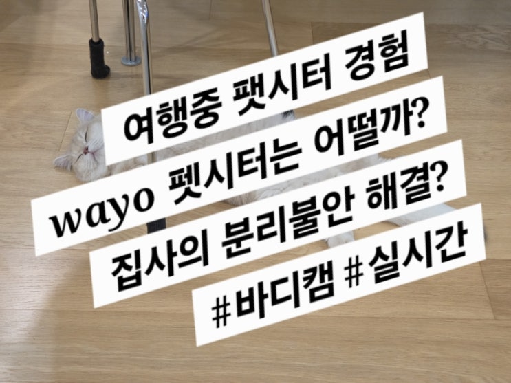  전주여행중 팻시터 불러보기 : 와요 (진짜 신세계다)