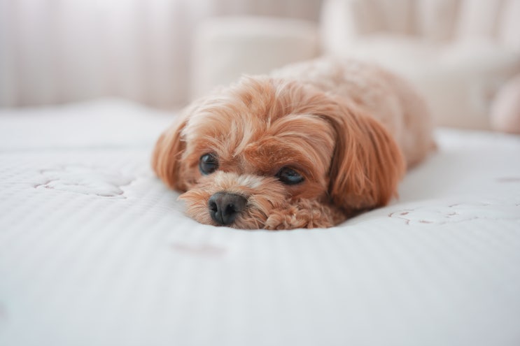  고양이 강아지 더위에 좋은 대리석 쿨매트 선택 팁