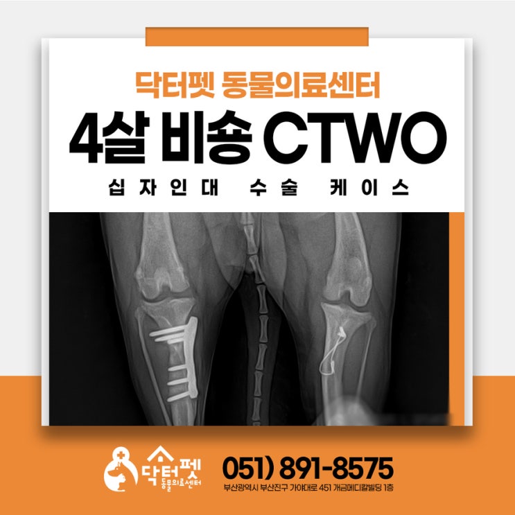  깽깽이로 걷는 4살 비숑 교정수술에서 회복까지 CTWO 십자인대