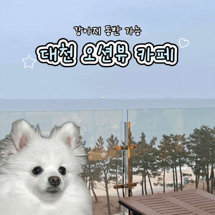  대천 실내 애견 동반 가능한 오션뷰 카페 인쇼어 내돈내산