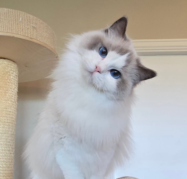  랙돌 고양이 품종, 대형묘 개냥이 렉돌 성격 및 분양가