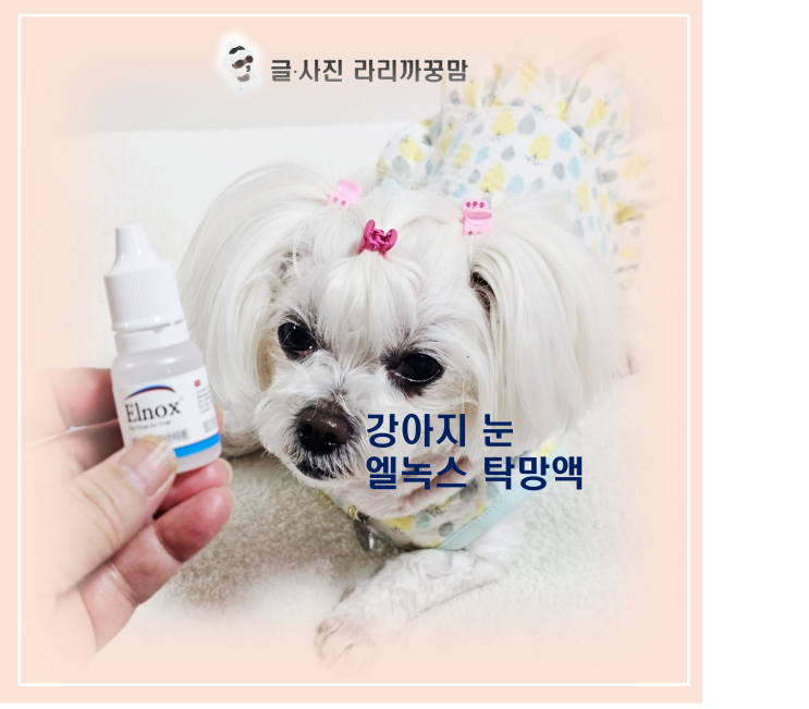 강아지 눈 혼탁, 엘녹스 아이드롭 탁망액이 정말 효과 있을까요?