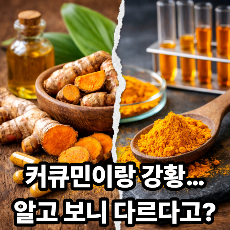  커큐민 vs 강황  같은 듯 다른 차이점 완벽 정리
