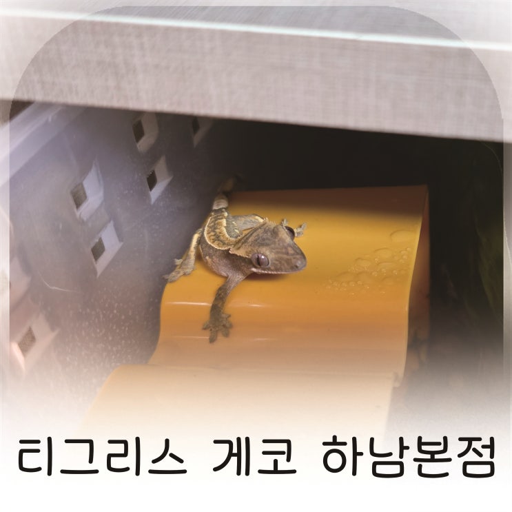  초보자도 안심되는 하남 파충류 분양 스토리, 서울 근교 도마뱀 분양 티그리스 게코