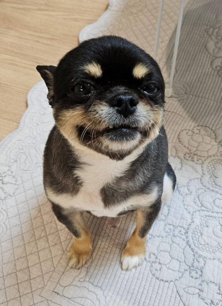  와꾸와의 행복한 하루