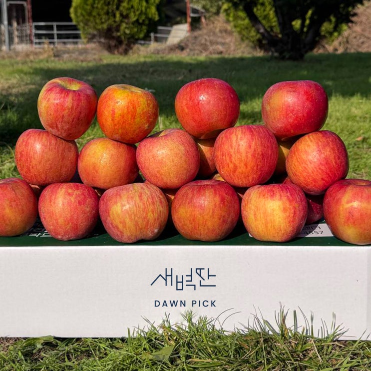  청송 꿀 사과 얼음골 부사 선물세트 시나노 골드 홍로 리뷰 - 맛과 품질