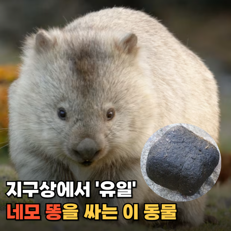  과학자들도 경악, 세상에서 유일하게 네모 똥을 싸는 동물의 정체