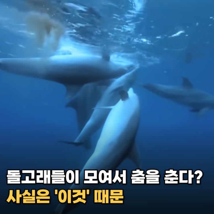  바다의 천사 돌고래? 사실은 복어로 '이런 짓'까지 합니다