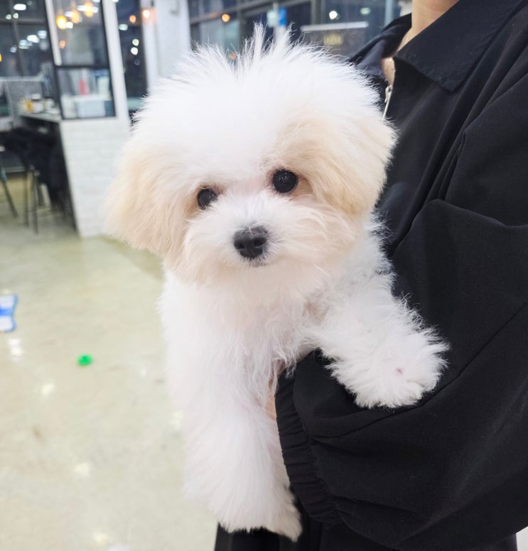  세종시 크림 파티 말티푸 분양 역변없이 성장한 공주님 성장 이야기 / 세종강아지분양 원독 애견분양 센터