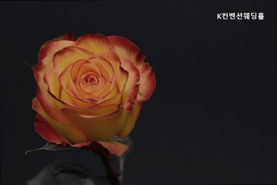 K컨벤션웨딩홀 사진 1