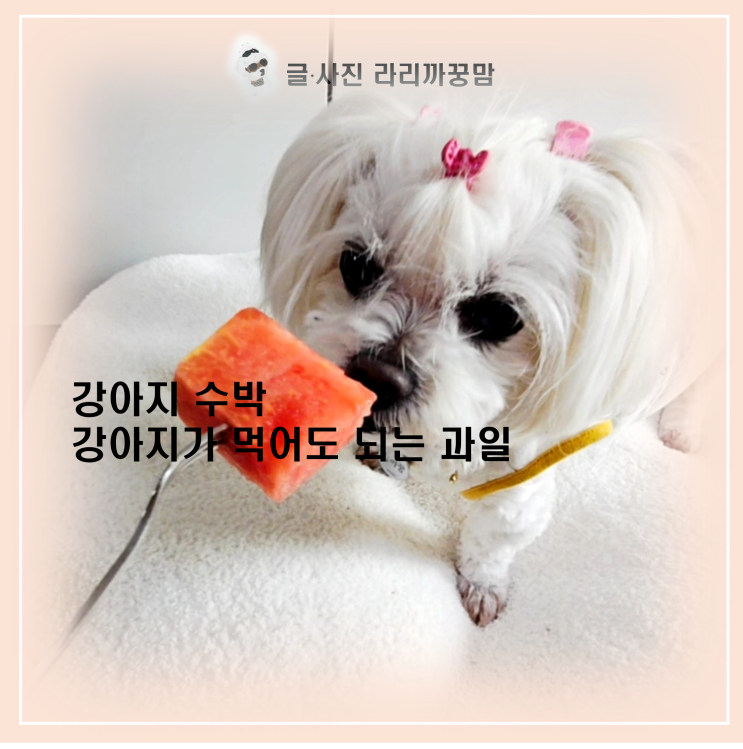  강아지 수박 급여 가이드 : 효능은 좋지만 기호성은 케바케!