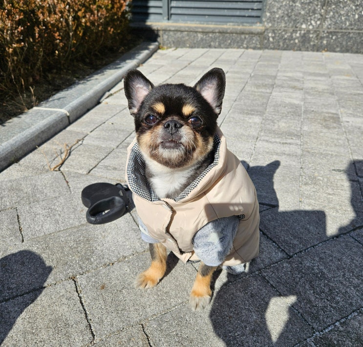   와꾸 산책하는 행복한 일상