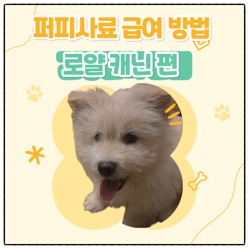 로얄캐닌 퍼피 급여량 완벽 정리! 초보 견주용 정밀 측정 가이드