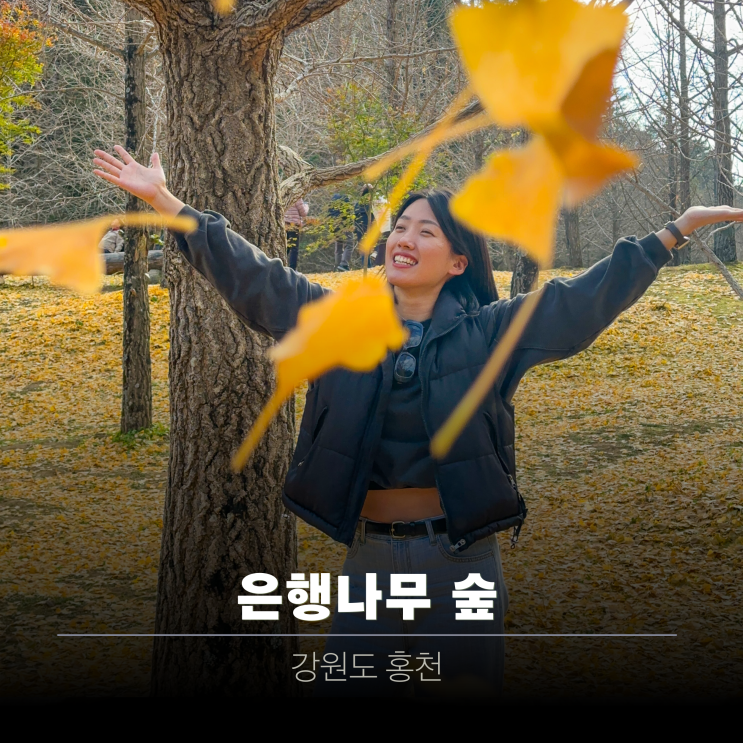  홍천 은행나무 숲 | 그런데 은행잎은 없는 (가을 단풍 멸종위기)