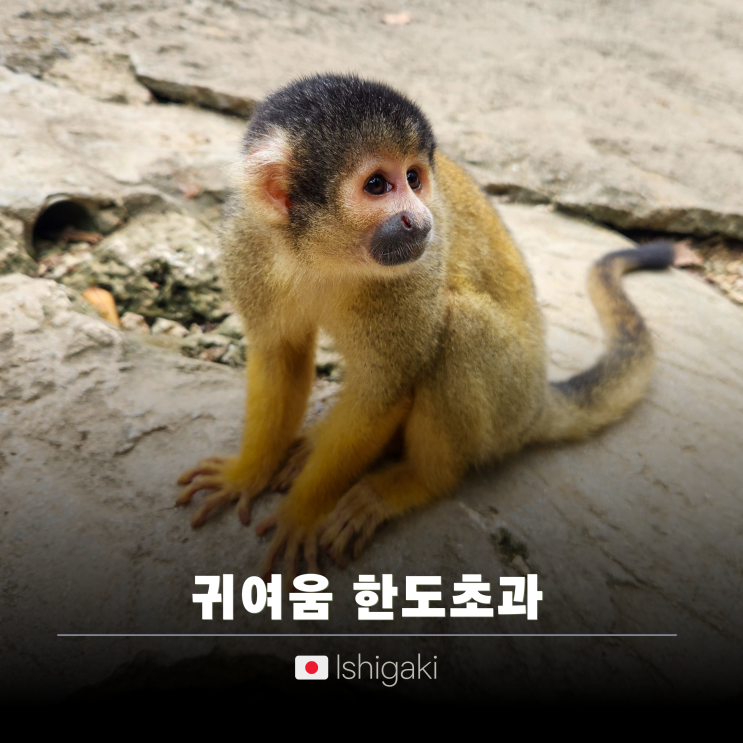 이시가키 여행 야이마무라 빌리지 & 카비라만 드라이브 코스!