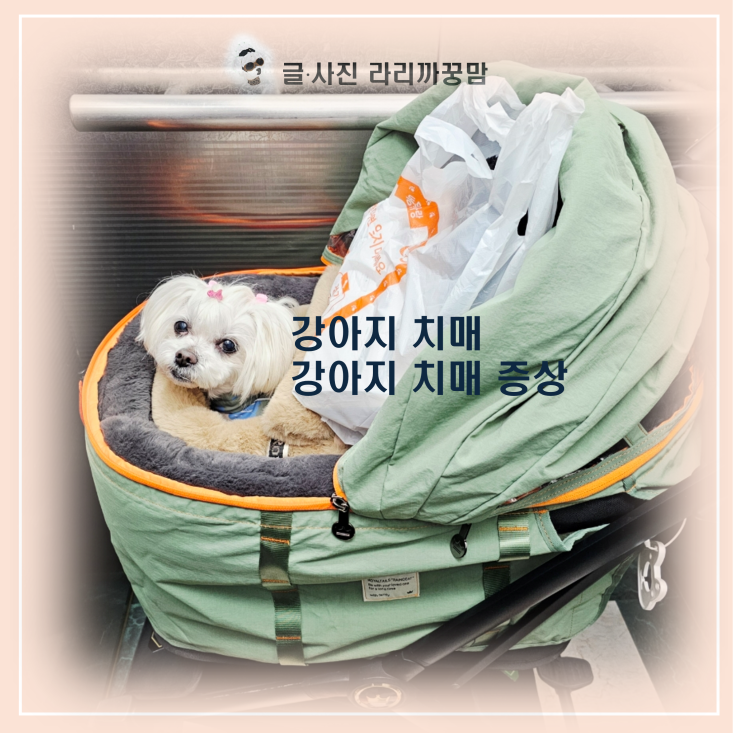  13살 꿍이의 이상행동, 설마 했는데... 강아지 치매 증상