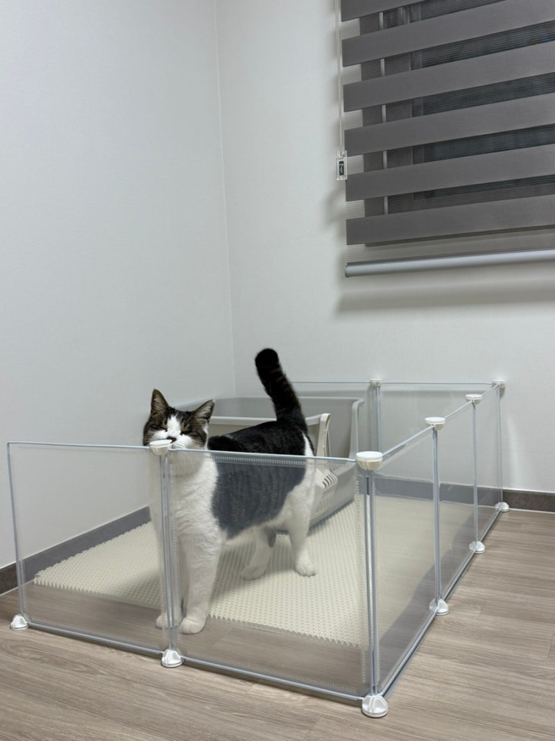 고양이 방 꾸미기 | 고양이 화장실 사막화방지 꿀템 추천