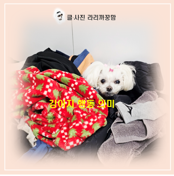  건조기만 멈추면 나타나는 꿍이! 강아지 행동 의미 알고 계셨나요?