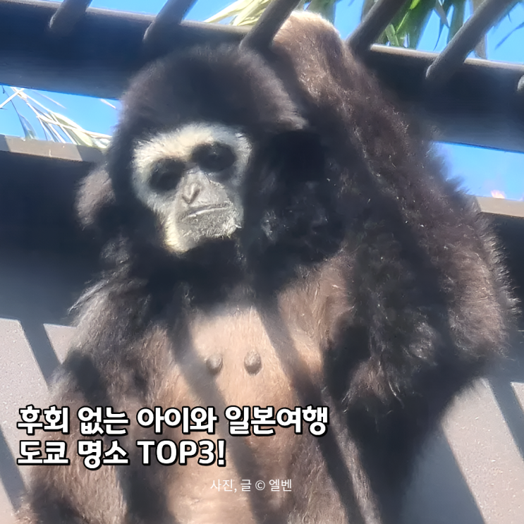  아이와 일본여행, 안 가면 후회할 도쿄 가볼만한곳 TOP3