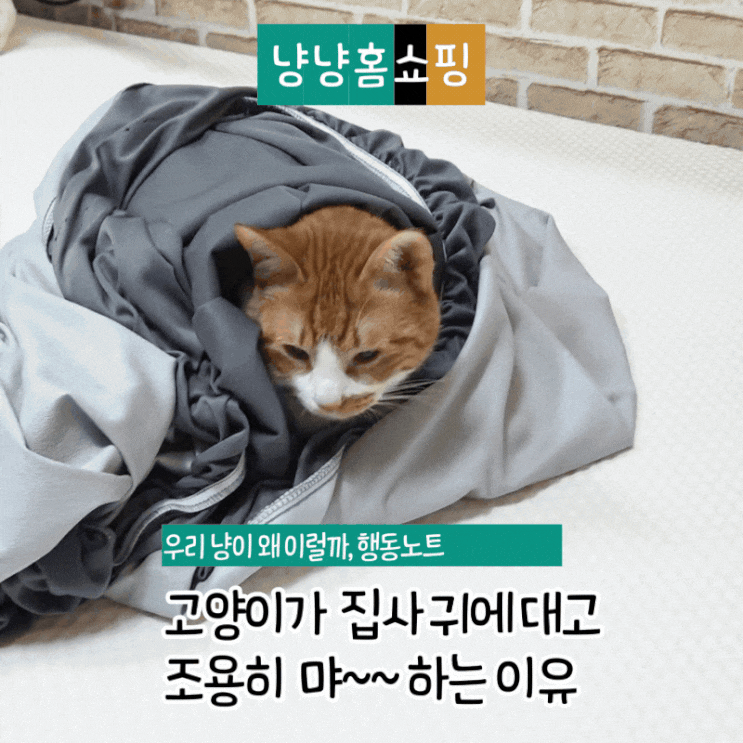  고양이가 귀에 대고 조용히 ‘먀~’ 하는 이유