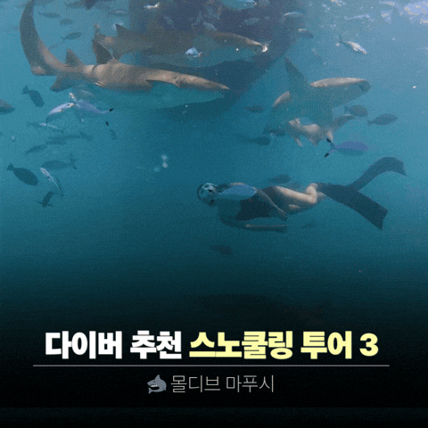  몰디브 스노쿨링 널스샤크 투어 고래상어 포인트 | 프리다이빙 후기