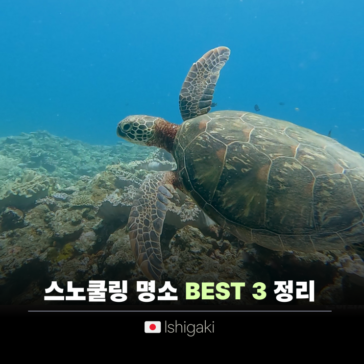  이시가키지마 여행 | 만타 스노쿨링, 요네하라비치,블루케이브 3곳 투어 후기! 