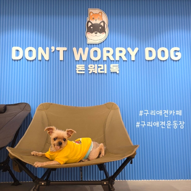 돈워리독