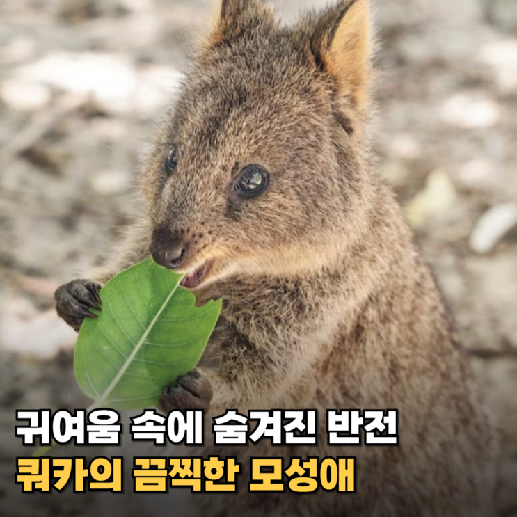 웃으면서 자식을 버린다? 귀여움 뒤에 숨겨온 쿼카의 비정한 본성
