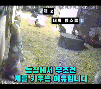  미국 농장에서 무조건 개를 키우는 이유.gif