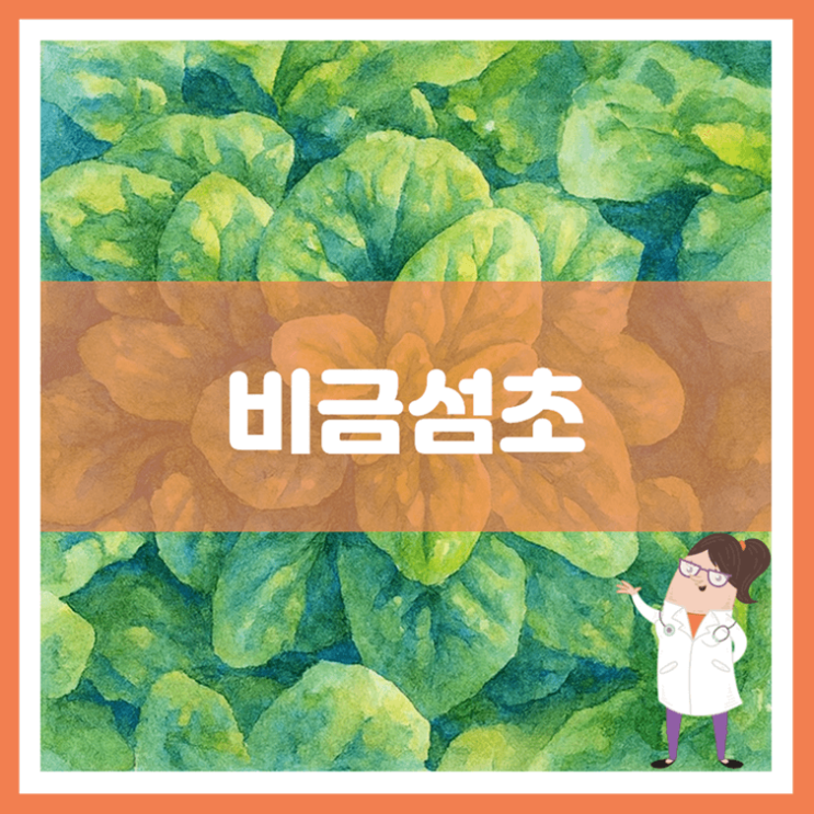  비금섬초 효능 부작용 먹는 방법