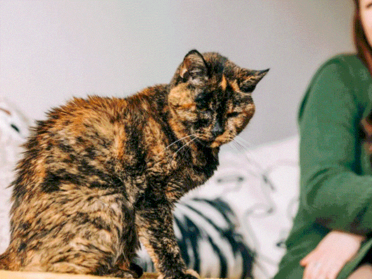  기네스북에 오른 가장 오래 산 고양이 수명, 장수비결은?